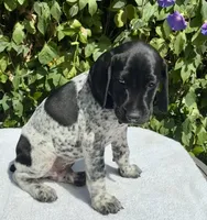 Major, a male German Shorthaired Pointer for sale in Oroville, CA – 1 of 10