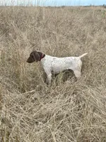 Voyager, a male German Shorthaired Pointer for sale in Oroville, CA – 9 of 10