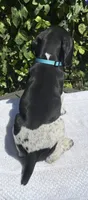 Jager, a male German Shorthaired Pointer for sale in Oroville, CA – 3 of 5