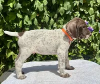 Chief, a male German Shorthaired Pointer for sale in Oroville, CA – 4 of 10