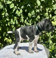 Voyager, a male German Shorthaired Pointer for sale in Oroville, CA – 2 of 10