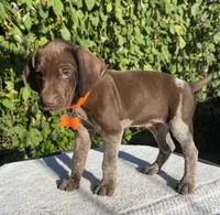 Sniper, a male German Shorthaired Pointer for sale in Oroville, CA – 3 of 10