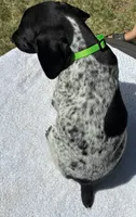 Major, a male German Shorthaired Pointer for sale in Oroville, CA – 3 of 10