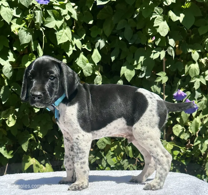 Jager – German Shorthaired Pointer puppy for sale in Oroville, CA