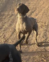 Diva, a female German Shorthaired Pointer for sale in Oroville, CA – 7 of 10