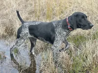 Valor, a male German Shorthaired Pointer for sale in Oroville, CA – 6 of 10