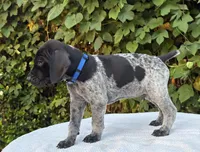 Onyx, a male German Shorthaired Pointer for sale in Oroville, CA – 4 of 10