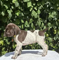 Daisy, a female German Shorthaired Pointer for sale in Oroville, CA – 3 of 10