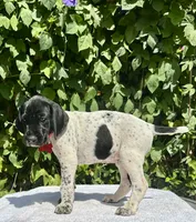 Ruby, a female German Shorthaired Pointer for sale in Oroville, CA – 5 of 10