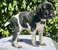 Voyager, a male German Shorthaired Pointer for sale in Oroville, CA – 3 of 10