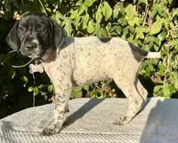 Sadie, a female German Shorthaired Pointer for sale in Oroville, CA – 3 of 10