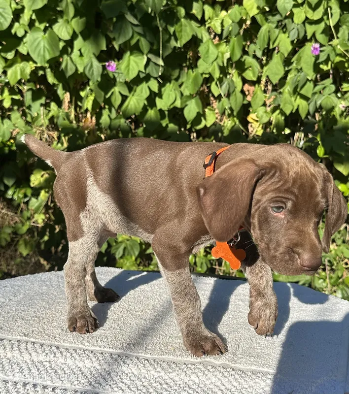 Sniper – German Shorthaired Pointer puppy for sale in Oroville, CA