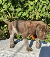 Sniper, a male German Shorthaired Pointer for sale in Oroville, CA – 1 of 10