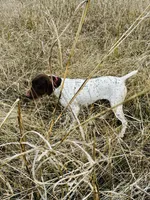 Chief, a male German Shorthaired Pointer for sale in Oroville, CA – 6 of 10