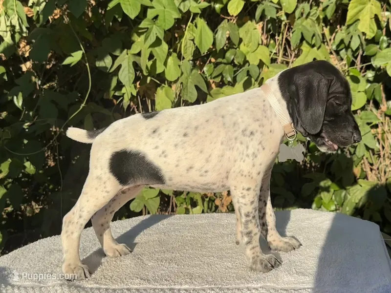 Sadie – German Shorthaired Pointer puppy for sale in Oroville, CA