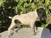 Sadie, a female German Shorthaired Pointer for sale in Oroville, CA – 1 of 10