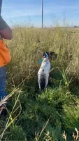 Major, a male German Shorthaired Pointer for sale in Oroville, CA – 8 of 10