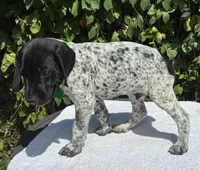 Major, a male German Shorthaired Pointer for sale in Oroville, CA – 2 of 10