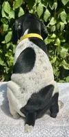 Diva, a female German Shorthaired Pointer for sale in Oroville, CA – 2 of 10