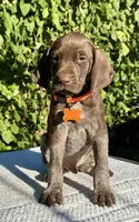 Sniper, a male German Shorthaired Pointer for sale in Oroville, CA – 2 of 10