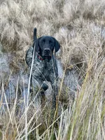 Daisy, a female German Shorthaired Pointer for sale in Oroville, CA – 8 of 10