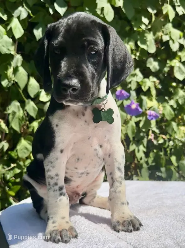 Voyager – German Shorthaired Pointer puppy for sale in Oroville, CA