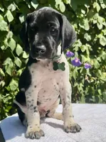 Voyager, a male German Shorthaired Pointer for sale in Oroville, CA – 1 of 10