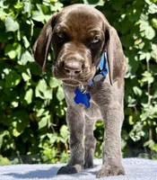 Valor, a male German Shorthaired Pointer for sale in Oroville, CA – 4 of 10