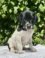 Diva, a female German Shorthaired Pointer for sale in Oroville, CA – 3 of 10