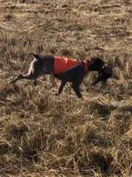 Sniper, a male German Shorthaired Pointer for sale in Oroville, CA – 7 of 10