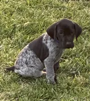 Onyx, a male German Shorthaired Pointer for sale in Oroville, CA – 3 of 10