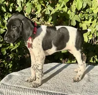 Birdie, a female German Shorthaired Pointer for sale in Oroville, CA – 4 of 10