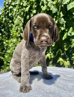Valor, a male German Shorthaired Pointer for sale in Oroville, CA – 3 of 10