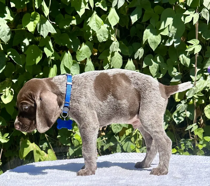 Valor – German Shorthaired Pointer puppy for sale in Oroville, CA