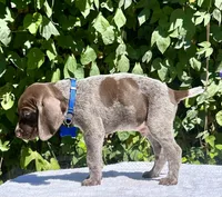 Valor, a male German Shorthaired Pointer for sale in Oroville, CA – 1 of 10