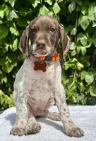 Chief, a male German Shorthaired Pointer for sale in Oroville, CA – 2 of 10