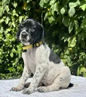Diva, a female German Shorthaired Pointer for sale in Oroville, CA – 1 of 10