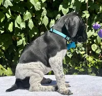 Jager, a male German Shorthaired Pointer for sale in Oroville, CA – 4 of 5