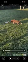 Sniper, a male German Shorthaired Pointer for sale in Oroville, CA – 5 of 10