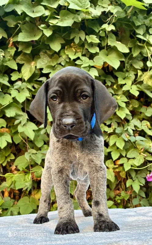 Onyx – German Shorthaired Pointer puppy on hold in Oroville, CA