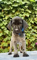 Onyx, a male German Shorthaired Pointer for sale in Oroville, CA – 1 of 10