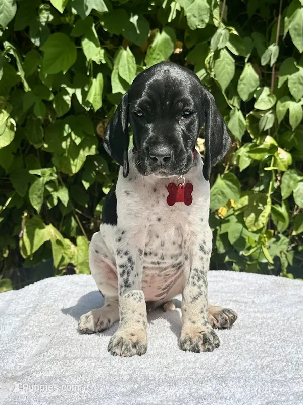 Ruby – German Shorthaired Pointer puppy for sale in Oroville, CA