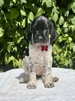 Ruby, a female German Shorthaired Pointer for sale in Oroville, CA – 1 of 10