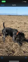 Sniper, a male German Shorthaired Pointer for sale in Oroville, CA – 8 of 10