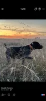 Valor, a male German Shorthaired Pointer for sale in Oroville, CA – 9 of 10