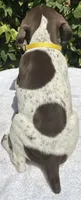 Daisy, a female German Shorthaired Pointer for sale in Oroville, CA – 2 of 10