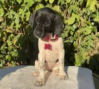 Birdie, a female German Shorthaired Pointer for sale in Oroville, CA – 2 of 10
