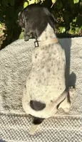 Sadie, a female German Shorthaired Pointer for sale in Oroville, CA – 2 of 10