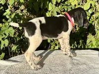 Birdie, a female German Shorthaired Pointer for sale in Oroville, CA – 5 of 10
