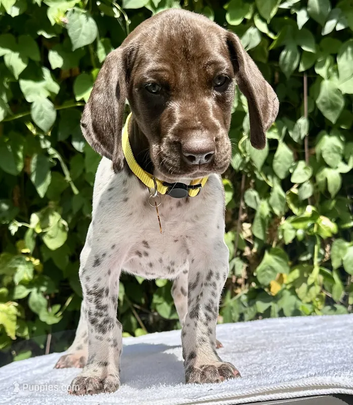 Daisy – German Shorthaired Pointer puppy for sale in Oroville, CA